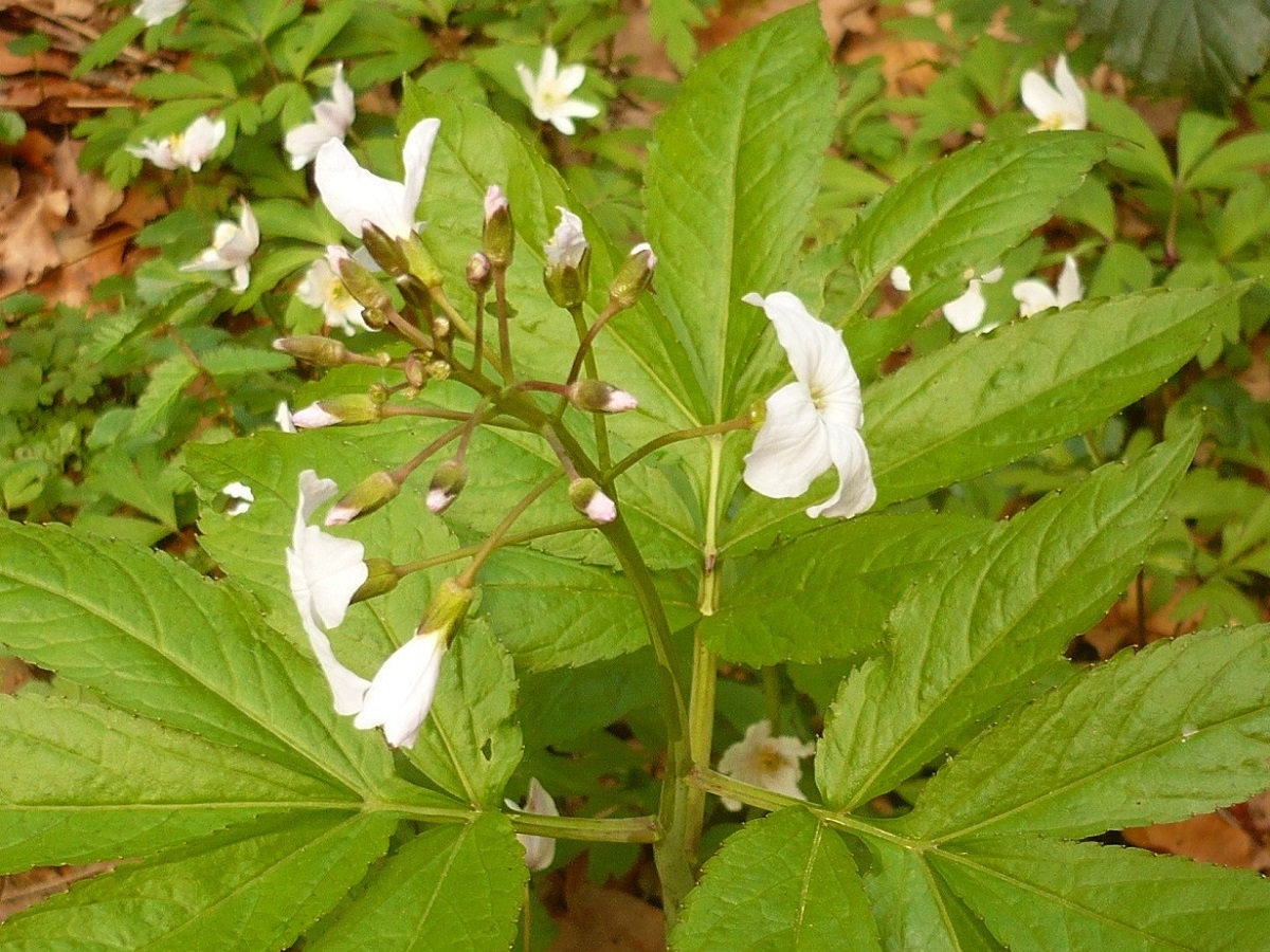 Cardamine heptaphylla (Brassicaceae)